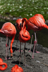 Beautiful pink flamingo.