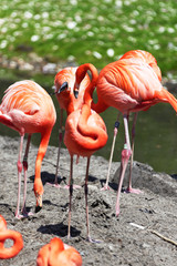 Beautiful pink flamingo.