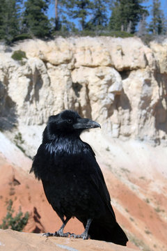 Common Raven with Bryce Canyon National Park in background