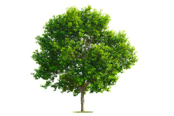 Green Tree isolated with white background