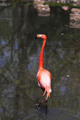 Beautiful pink flamingo.