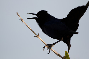 Boat-tailed Grackle silhouetted against a gray sky