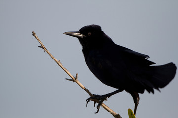 Boat-tailed Grackle silhouetted against a gray sky