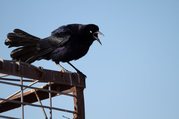 Great-tailed Grackle male sings to defend his territory in spring