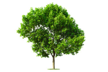 Green Tree isolated with white background