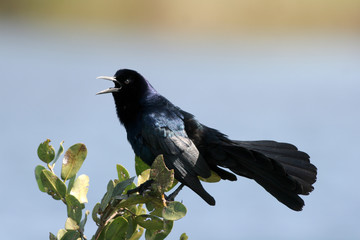 Great-tailed Grackle sings to defend his territory in spring