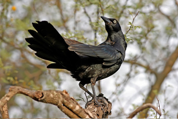 Great-tailed Grackle strikes a dramatic pose in Texas