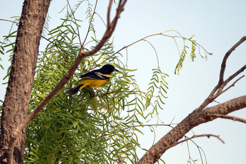 Scott's Oriole male in a mesquite tree in Palo Duro Canyon State Park in Texas