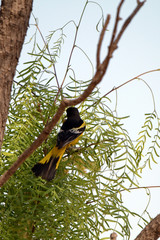 Scott's Oriole male in a mesquite tree in Palo Duro Canyon State Park in Texas