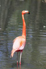 Beautiful pink flamingo.