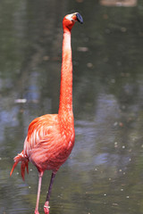 Beautiful pink flamingo.