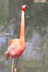 Beautiful pink flamingo.