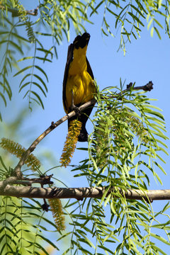 Scott's Oriole male in a mesquite tree in Palo Duro Canyon State Park in Texas