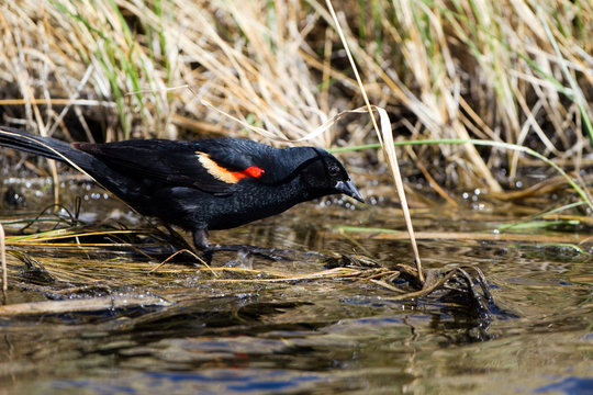 Red-winged Blackbird male in the water of a marsh