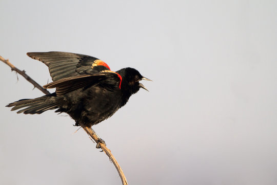 Red-winged Blackbird male in breeding plumage sings in a marsh