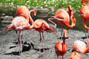 Beautiful pink flamingo.