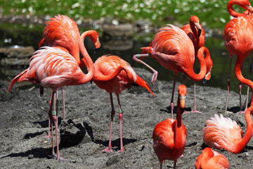 Beautiful pink flamingo.