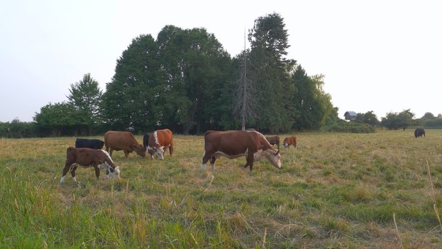 Cow on the farm field 