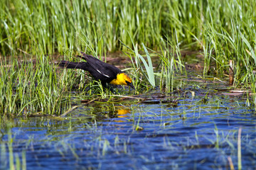 Yellow-headed Blackbird male reflected in blue water of a marsh