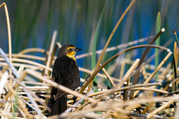 Yellow-headed Blackbird female above her nest in a marsh