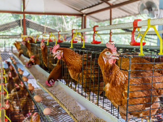 Eggs chicken farm