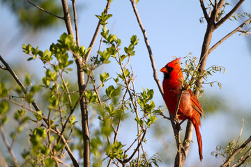 Male Northern Cardinal in a mesquite tree in the Texas Panhandle