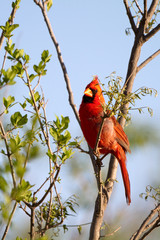 Male Northern Cardinal in a mesquite tree in the Texas Panhandle