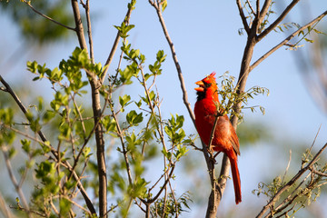 Northern Cardinal male sings in Palo Duro Canyon State Park in Texas