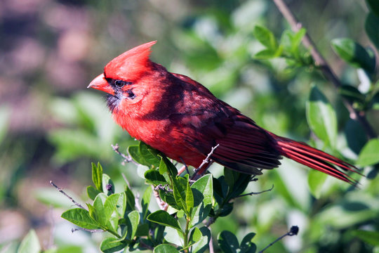 Northern Cardinal male seen from above