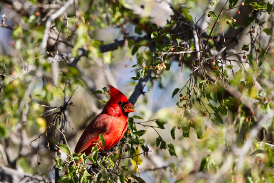 Northern Cardinal male in a southern Arizona tree