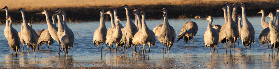 Obraz premium Sandhill Crane flock in winter at Bosque del Apache National Wildlife Refuge