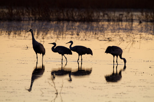 Four Sandhill Cranes silhouetted against the water at dusk
