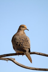 Mourning Dove on a forked branch