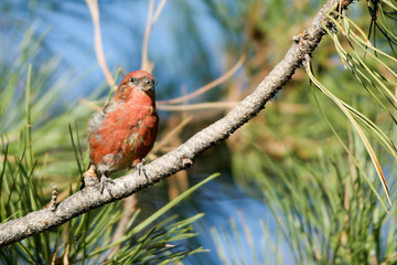 Red Crossbill male in Bryce Canyon National Park