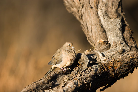 Common Ground Dove on a crooked branch in Arizona