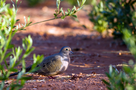 Mourning Dove on the ground at dawn