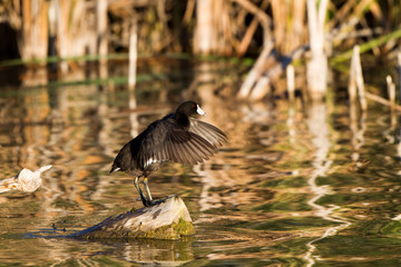 American Coot stands on a rock and flaps his wings