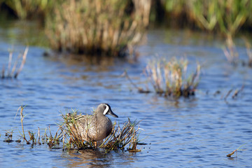 Blue-winged Teal male in Merritt Island National Wildlife Refuge in Florida
