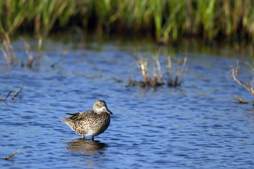 Blue-winged Teal female in Merritt Island National Wildlife Refuge in Florida