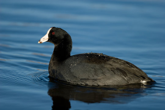 American Coot in blue water