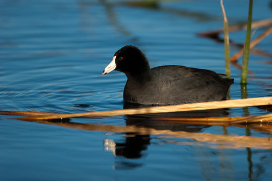 American Coot in the blue water of a marsh