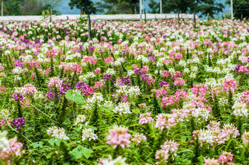 blossom spider flower field plantation at wang nam kheaw