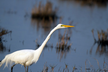 Great Egret hunts a meal in a coastal marsh at sundown
