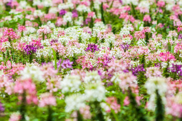 Fototapeta premium blossom spider flower field plantation at wang nam kheaw