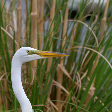 Great Egret closeup in breeding plumage