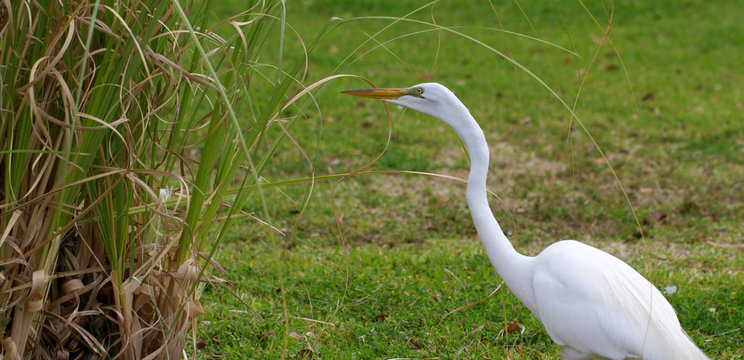 Great Egret hunts a meal on a Florida lawn