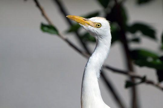 Great Egret juvenile in Florida