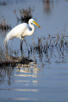 Great Egret catches a fish in a coastal marsh at sundown