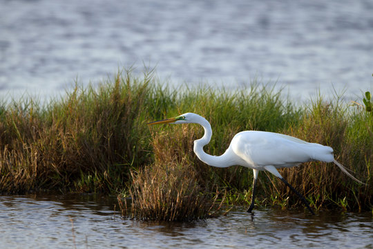 Great Egret hunts a meal in a coastal marsh at sundown