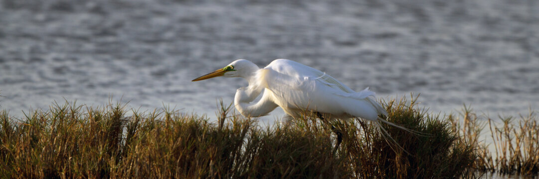 Great Egret hunts a meal in a coastal marsh at sundown